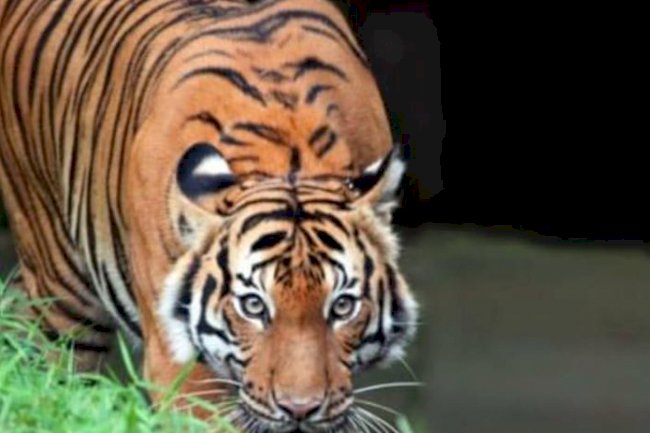 Tiger Press-Sharp-Eyed Landform Feng Shui